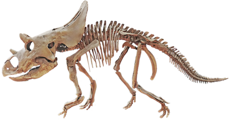 Agujaceratops