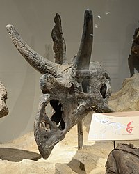 Agujaceratops skull.jpg