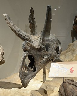 <i>Agujaceratops</i> Extinct genus of dinosaurs