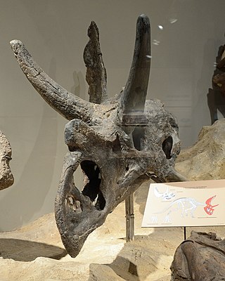 <i>Agujaceratops</i> Extinct genus of dinosaurs