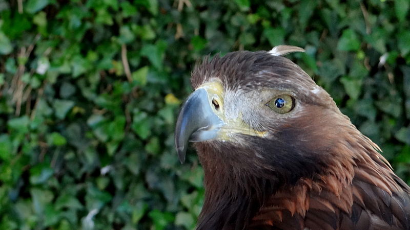 File:Aigle Royal - Aquila chrysaetos- Château de Beaucens-001.JPG