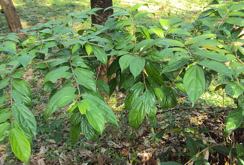 File:Alangium salviifolium leaves 12.JPG