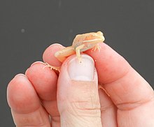 Wood Frog with albino phenotype Albino Wood Frog.jpg