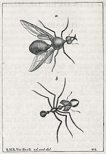 Mannetje en vrouwtje mier
