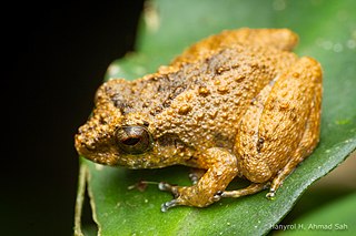 <i>Alcalus baluensis</i> Species of amphibian