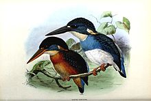 Blue-banded kingfisher Alcedo euryzona.jpg