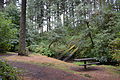Alderwood State Park (Lane County, Oregon).jpg