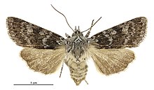 Aletia s.l. cucullina female.jpg