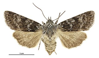 <i>Physetica cucullina</i> Species of moth endemic to New Zealand