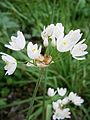 Allium roseum inflorescence