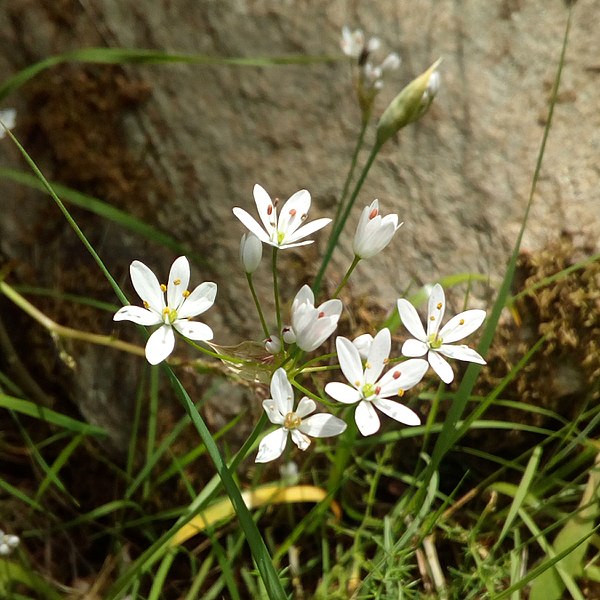 File:Allium subhirsutum - Άλλιο το υπόδασυ.jpg