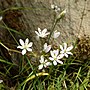 Miniatura para Allium subhirsutum