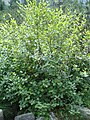 July 27th, Alnus viridis (Grün-Erle), Bulgaria