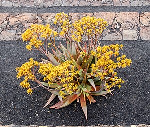 Aloe buhrii 001.jpg