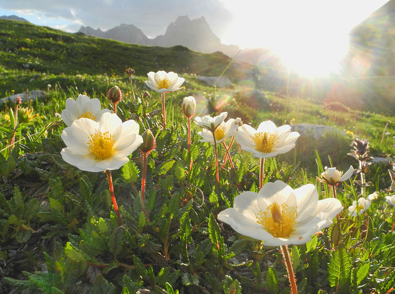 File:Alpenblühen.jpg