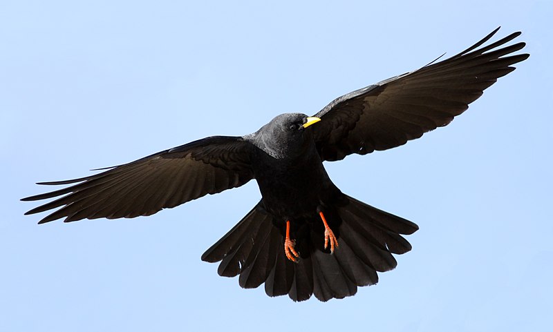 File:Alpine Chough (Pyrrhocorax graculus) (8).jpg