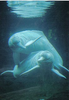 Amazon river dolphin Species of toothed whale