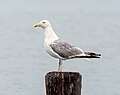* Nomination Herring gull in Quogue, New York --Rhododendrites 14:05, 20 August 2023 (UTC) * Promotion  Support Good quality. --Sebring12Hrs 15:51, 20 August 2023 (UTC)