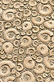 Ammonite Design (3983985776).jpg