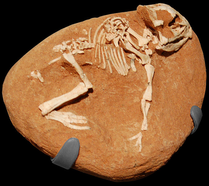 File:Amnh protoceratops hatchling1.JPG