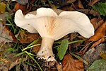 Ampulloclitocybe.clavipes2.-.lindsey.jpg
