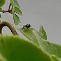 An insect on a leaf.jpg