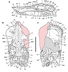 Anatosuchus skull diagrams.jpg