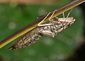 Emperor Dragonfly, exuvia (Anax imperator) Große Königslibelle, Exuvie