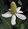 Anemopsis californica