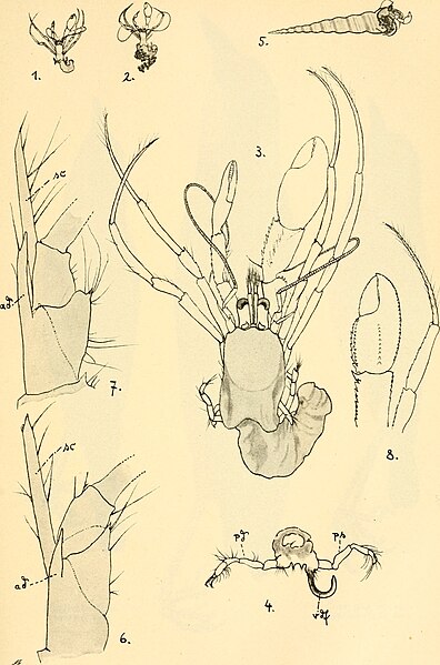 File:Annalen des Naturhistorischen Museums in Wien (1916) (18200471705).jpg