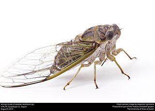 <span class="mw-page-title-main">Cicadidae</span> Family of cicada insects