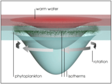 An idealized eddy in the Gulf of Alaska. "Isotherms" are lines connecting points of equal temperature. Warm, nutrient-rich coastal water spirals clockwise, forming the core of the eddy. Phytoplankton are concentrated in the edges of the eddy near the ocean surface, nourished by the nutrient-rich eddy water. Anti-cyclonic warm core eddy.png