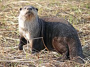 Coklat dan putih mustelid di rumput