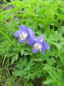 Aquilegia flabellata var. pumila 01.jpg