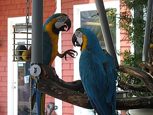 Two multicolored parrots