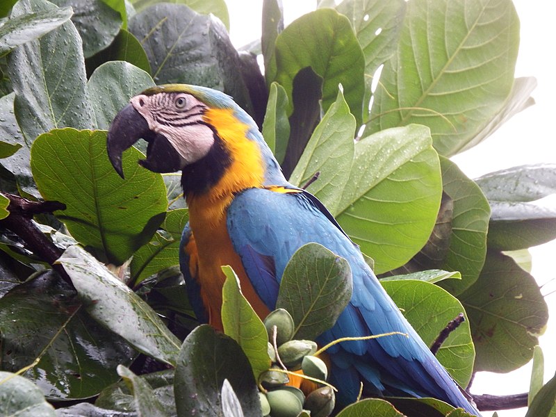 File:Arara Canindé - Campo Grande-MS.JPG