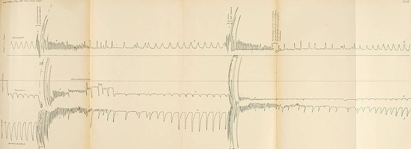 File:Archiv für Physiologie (1907) (20144899929).jpg