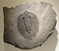 * Nomination Trilobite in the Houston Museum of Natural Science, Texas, U.S. (by Daderot) --Another Believer 01:06, 1 October 2019 (UTC) * Promotion  Support Good quality. --Jakubhal 05:33, 1 October 2019 (UTC)