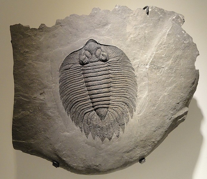File:Arctinurus boltoni, Middle Silurian, Rochester Shale, Niagara County, New York, USA - Houston Museum of Natural Science - DSC01577.JPG