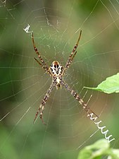 Argiope anasuja (Signature spider)