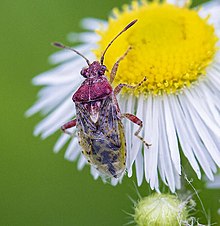 Scentless Plant Bug (Arhyssus lateralis) on flower