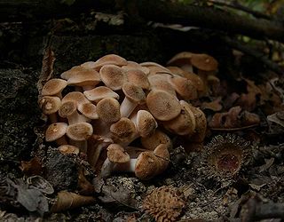 Armillaria tabescens