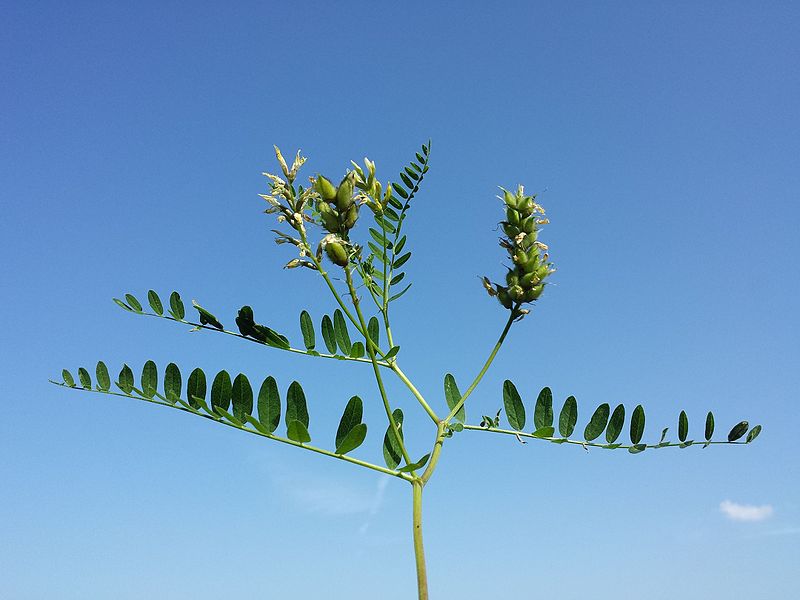 File:Astragalus cicer sl1.jpg