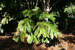 <i>Athertonia</i> Monotypic genus of trees in the family Proteaceae