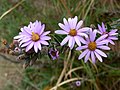 Athrixia phylicoides, blomhofies, Krantzkloof NR, a.jpg