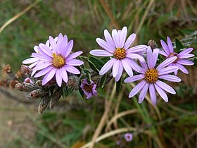 A. phylicoides