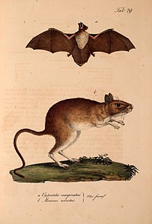 La « chauve-souris » n’est pas une souris. Pourtant on trouve encore au XIXe siècle dans un atlas de 1826[14] une planche qui compare par erreur la chauve-souris à la souris et les réunit dans le genre « Mus » (de la sous-famille des Murinés), comme si les chiroptères étaient des sortes de souris. Les noms indiqués ici sont Mus francol., Vespertilio marginatus, et Meriones robustus (genre de gerbille), noms d’espèces aujourd’hui non valides.