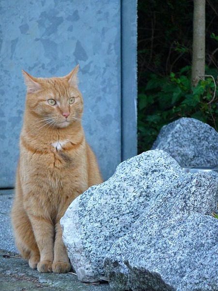 File:Aufmerksamer roter Kater.JPG