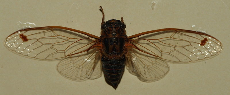 File:AustralianMuseum cicada specimen 60.JPG