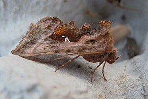 Autographa.jota.jpg